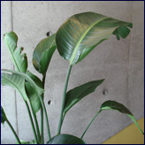 �v���t�B�[���摜